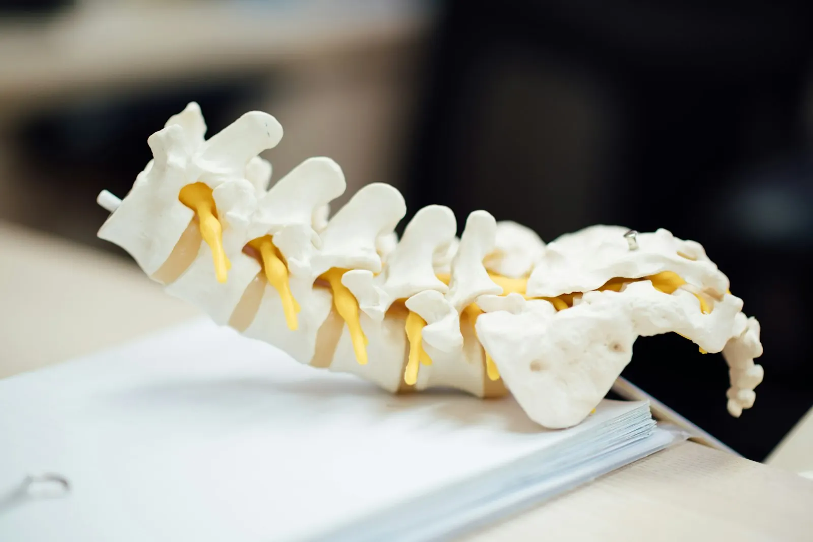 Model of the human spine